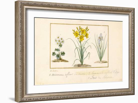 Annemone, Hemerocale and Iris-Pancrace Bessa-Framed Giclee Print