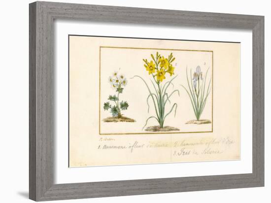 Annemone, Hemerocale and Iris-Pancrace Bessa-Framed Giclee Print