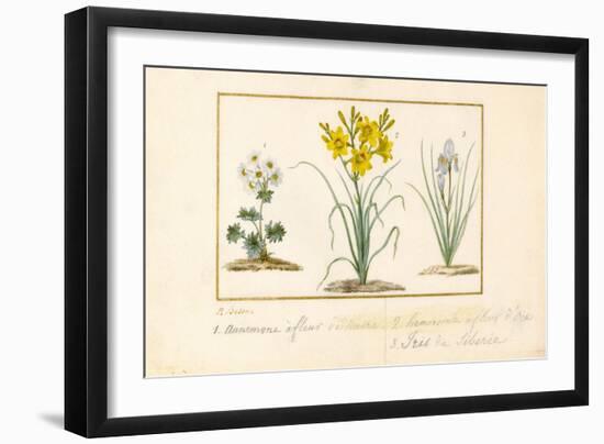 Annemone, Hemerocale and Iris-Pancrace Bessa-Framed Giclee Print