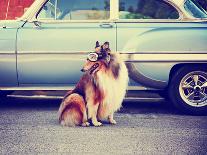 A Collie Posing for the Camera in Front of a Classic Car during a Hot Summer Day with Goggles on Of-Annette Shaff-Photographic Print