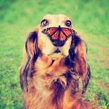 A Cute Dachshund at a Local Public Park with a Butterfly on His or Her Nose Toned with a Retro Vint-Annette Shaff-Photographic Print