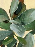 Plant Study I-Annie Warren-Art Print