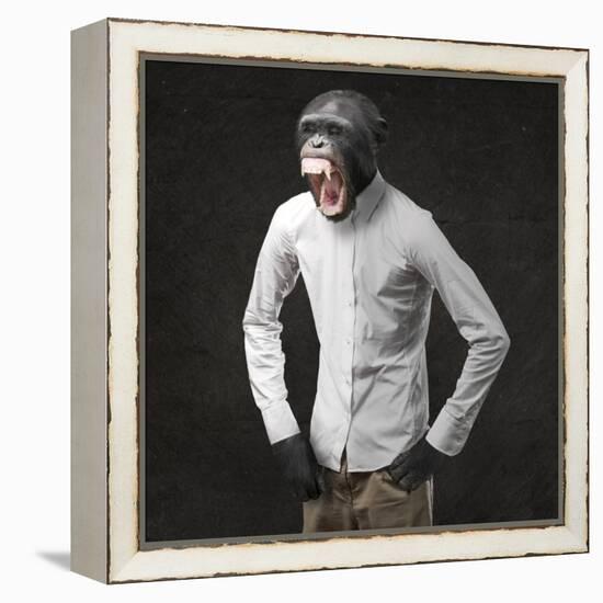 Annoyed Monkey Shouting On Black Background-Aaron Amat-Framed Stretched Canvas