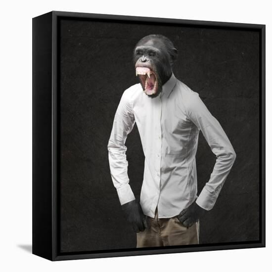 Annoyed Monkey Shouting On Black Background-Aaron Amat-Framed Stretched Canvas