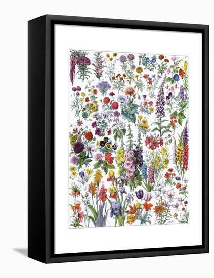 Annual and Biannual Flowers-null-Framed Premier Image Canvas