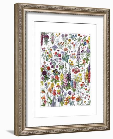 Annual and Biannual Flowers-null-Framed Giclee Print