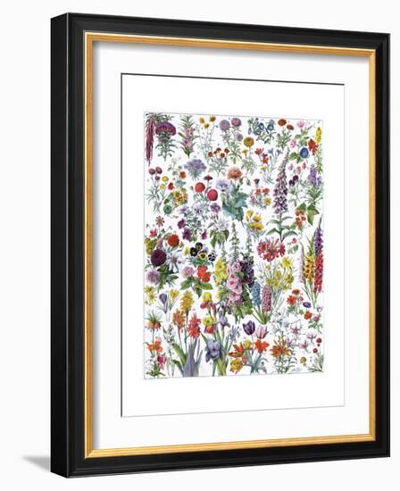 Annual and Biannual Flowers-null-Framed Giclee Print