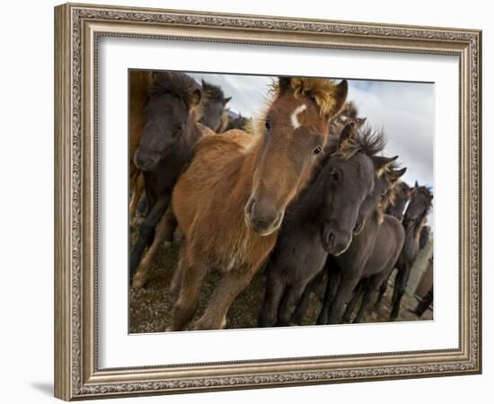 Annual Horse round Up-Laufskalarett, Skagafjordur, Iceland-Arctic-Images-Framed Photographic Print