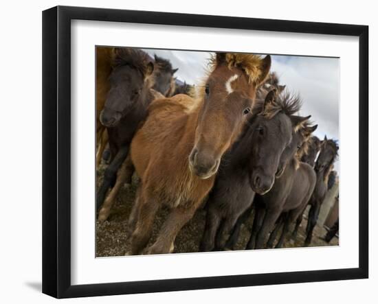 Annual Horse round Up-Laufskalarett, Skagafjordur, Iceland-Arctic-Images-Framed Photographic Print