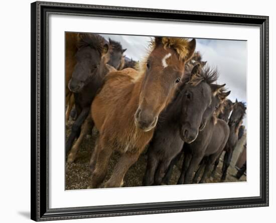 Annual Horse round Up-Laufskalarett, Skagafjordur, Iceland-Arctic-Images-Framed Photographic Print