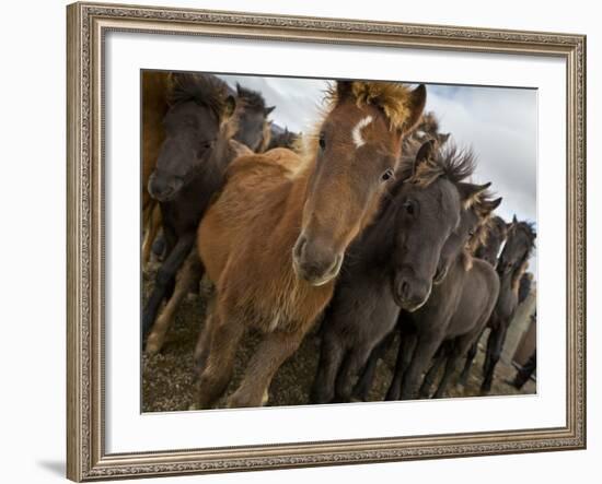 Annual Horse round Up-Laufskalarett, Skagafjordur, Iceland-Arctic-Images-Framed Photographic Print