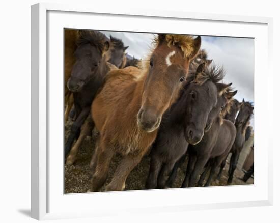 Annual Horse round Up-Laufskalarett, Skagafjordur, Iceland-Arctic-Images-Framed Photographic Print
