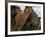 Annual Horse round Up-Laufskalarett, Skagafjordur, Iceland-Arctic-Images-Framed Photographic Print