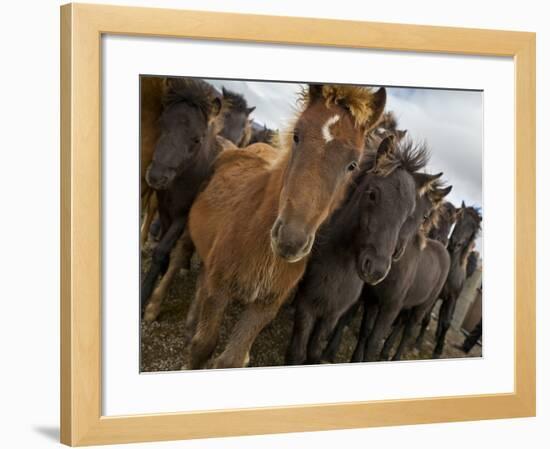 Annual Horse round Up-Laufskalarett, Skagafjordur, Iceland-Arctic-Images-Framed Photographic Print