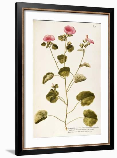 Annual Mallow (Lavatera Trimestris)-null-Framed Giclee Print