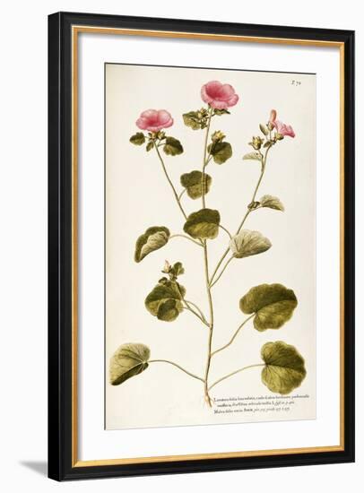 Annual Mallow (Lavatera Trimestris)-null-Framed Giclee Print