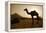 Annual Pushkar Camel Festival, Rajasthan, Pushkar, India-David Noyes-Framed Premier Image Canvas