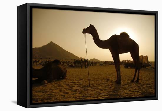 Annual Pushkar Camel Festival, Rajasthan, Pushkar, India-David Noyes-Framed Premier Image Canvas