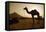 Annual Pushkar Camel Festival, Rajasthan, Pushkar, India-David Noyes-Framed Premier Image Canvas