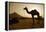 Annual Pushkar Camel Festival, Rajasthan, Pushkar, India-David Noyes-Framed Premier Image Canvas