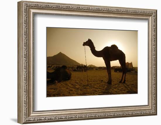 Annual Pushkar Camel Festival, Rajasthan, Pushkar, India-David Noyes-Framed Photographic Print