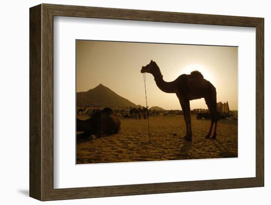 Annual Pushkar Camel Festival, Rajasthan, Pushkar, India-David Noyes-Framed Photographic Print