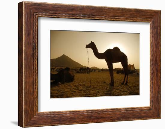 Annual Pushkar Camel Festival, Rajasthan, Pushkar, India-David Noyes-Framed Photographic Print