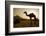 Annual Pushkar Camel Festival, Rajasthan, Pushkar, India-David Noyes-Framed Photographic Print