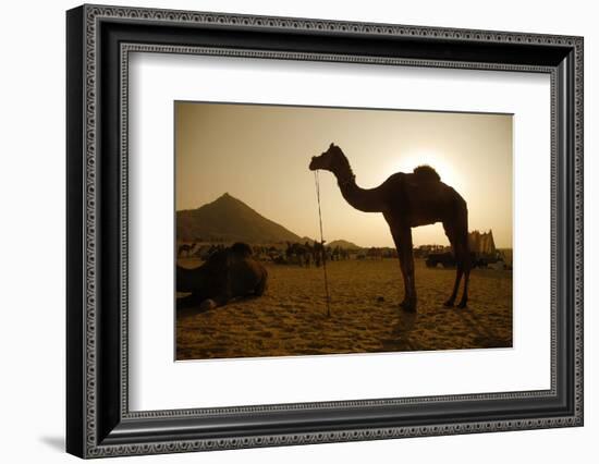 Annual Pushkar Camel Festival, Rajasthan, Pushkar, India-David Noyes-Framed Photographic Print