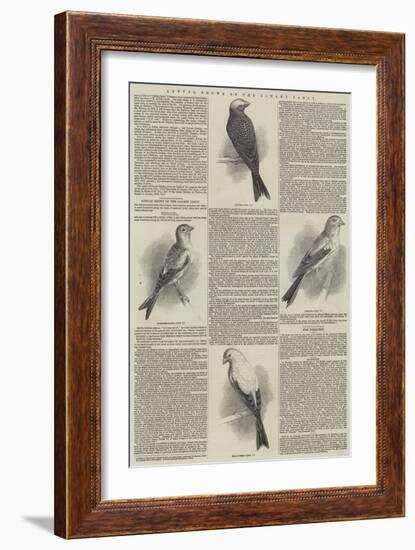 Annual Shows of the Canary Fancy-null-Framed Giclee Print