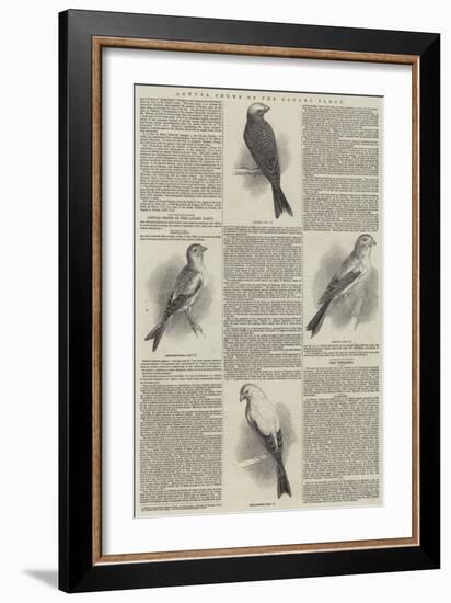 Annual Shows of the Canary Fancy-null-Framed Giclee Print