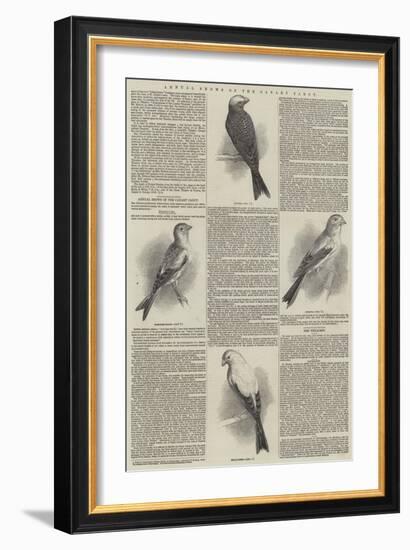 Annual Shows of the Canary Fancy-null-Framed Giclee Print
