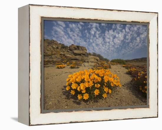 Annual Spring Wild Daisies, Namaqualand, Northern Cape, South Africa, Africa-Steve & Ann Toon-Framed Premier Image Canvas