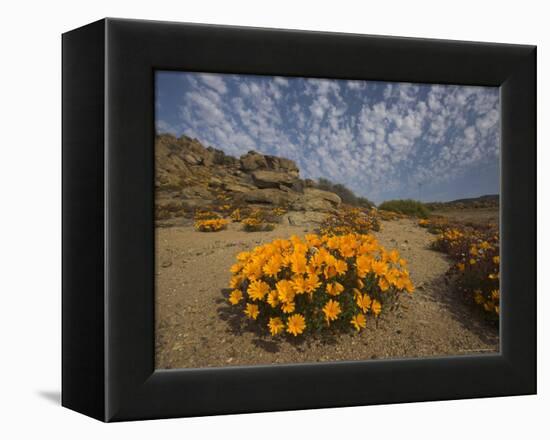 Annual Spring Wild Daisies, Namaqualand, Northern Cape, South Africa, Africa-Steve & Ann Toon-Framed Premier Image Canvas