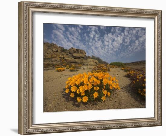 Annual Spring Wild Daisies, Namaqualand, Northern Cape, South Africa, Africa-Steve & Ann Toon-Framed Photographic Print