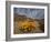 Annual Spring Wild Daisies, Namaqualand, Northern Cape, South Africa, Africa-Steve & Ann Toon-Framed Photographic Print