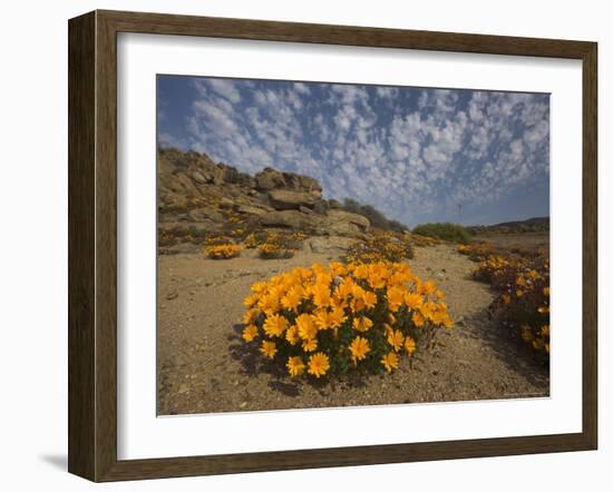 Annual Spring Wild Daisies, Namaqualand, Northern Cape, South Africa, Africa-Steve & Ann Toon-Framed Photographic Print