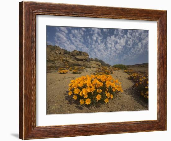 Annual Spring Wild Daisies, Namaqualand, Northern Cape, South Africa, Africa-Steve & Ann Toon-Framed Photographic Print