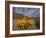 Annual Spring Wild Daisies, Namaqualand, Northern Cape, South Africa, Africa-Steve & Ann Toon-Framed Photographic Print