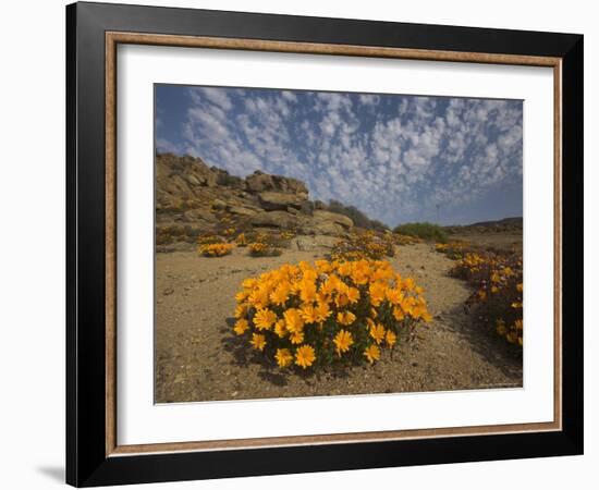 Annual Spring Wild Daisies, Namaqualand, Northern Cape, South Africa, Africa-Steve & Ann Toon-Framed Photographic Print