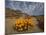 Annual Spring Wild Daisies, Namaqualand, Northern Cape, South Africa, Africa-Steve & Ann Toon-Mounted Photographic Print