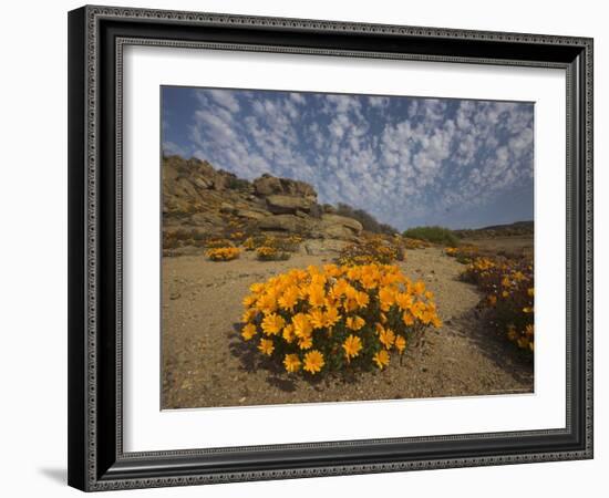 Annual Spring Wild Daisies, Namaqualand, Northern Cape, South Africa, Africa-Steve & Ann Toon-Framed Photographic Print