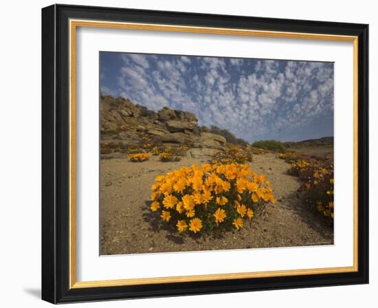 Annual Spring Wild Daisies, Namaqualand, Northern Cape, South Africa, Africa-Steve & Ann Toon-Framed Photographic Print