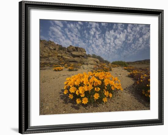 Annual Spring Wild Daisies, Namaqualand, Northern Cape, South Africa, Africa-Steve & Ann Toon-Framed Photographic Print