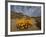 Annual Spring Wild Daisies, Namaqualand, Northern Cape, South Africa, Africa-Steve & Ann Toon-Framed Photographic Print