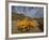 Annual Spring Wild Daisies, Namaqualand, Northern Cape, South Africa, Africa-Steve & Ann Toon-Framed Photographic Print