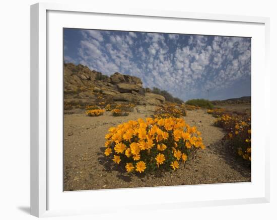 Annual Spring Wild Daisies, Namaqualand, Northern Cape, South Africa, Africa-Steve & Ann Toon-Framed Photographic Print