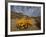 Annual Spring Wild Daisies, Namaqualand, Northern Cape, South Africa, Africa-Steve & Ann Toon-Framed Photographic Print