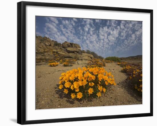 Annual Spring Wild Daisies, Namaqualand, Northern Cape, South Africa, Africa-Steve & Ann Toon-Framed Photographic Print