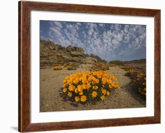 Annual Spring Wild Daisies, Namaqualand, Northern Cape, South Africa, Africa-Steve & Ann Toon-Framed Photographic Print